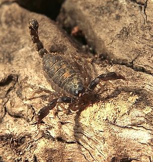 Black rock scorpion- Urodacus manicatus  Black rock scorpion,Eamw scorpions,Urodacus manicatus,spring Mount