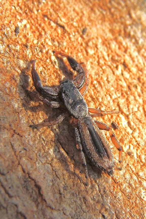 Jumping spider - Genus Holoplatys Found under eucalyptus bark. Australia,Eamw spiders,Fall,Geotagged,Mount Billy Conservation Park