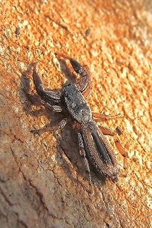 Jumping spider - Genus Holoplatys Found under eucalyptus bark. Australia,Eamw spiders,Fall,Geotagged,Mount Billy Conservation Park