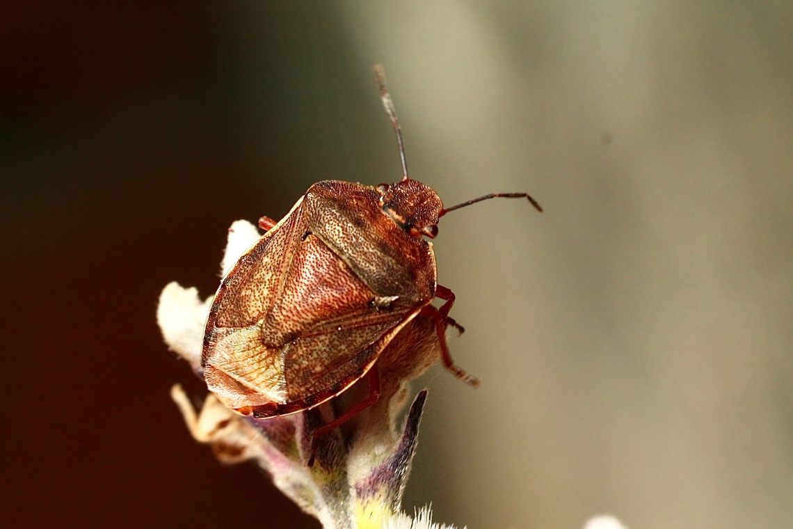 Shield bug - Tholosanus proximus  Australia,Cox Scrub,Eamw shield bugs,Geotagged,Spring,Tholosanus proximus