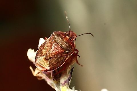 Shield bug - Tholosanus proximus  Australia,Cox Scrub,Eamw shield bugs,Geotagged,Spring,Tholosanus proximus