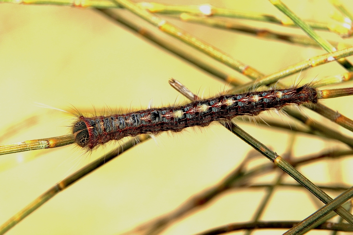 She-oak moth caterpillar - Pernattia pusilla  Australia,Eamw caterpillars,Eamw moth,Fall,Geotagged,Pernattia pusilla,She-oak moth,encounter