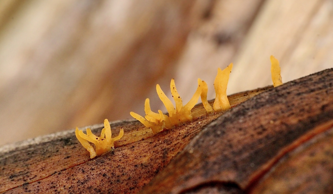 Club-like Tuning Fork - Calocera cornea Note : The Real date is December 12. 2014. Google photos messed up the date. Australia,Calocera cornea,Club-like Tuning Fork,Eamw fungi,Fingal VIC,Geotagged,Spring