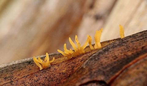 Club-like Tuning Fork - Calocera cornea Note : The Real date is December 12. 2014. Google photos messed up the date. Australia,Calocera cornea,Club-like Tuning Fork,Eamw fungi,Fingal VIC,Geotagged,Spring