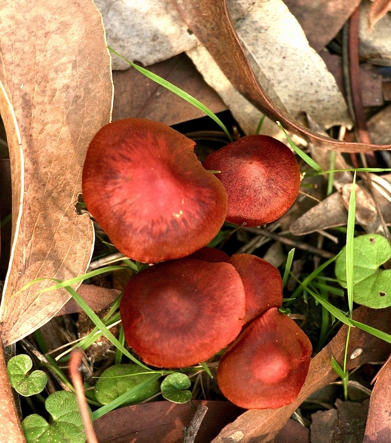Genus - Cortinarius  Australia,EW cortinarius,Eamw fungi,Nixon Skinner conservation park Myponga SA