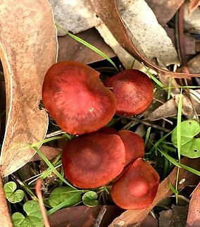 Genus - Cortinarius  Australia,EW cortinarius,Eamw fungi,Nixon Skinner conservation park Myponga SA