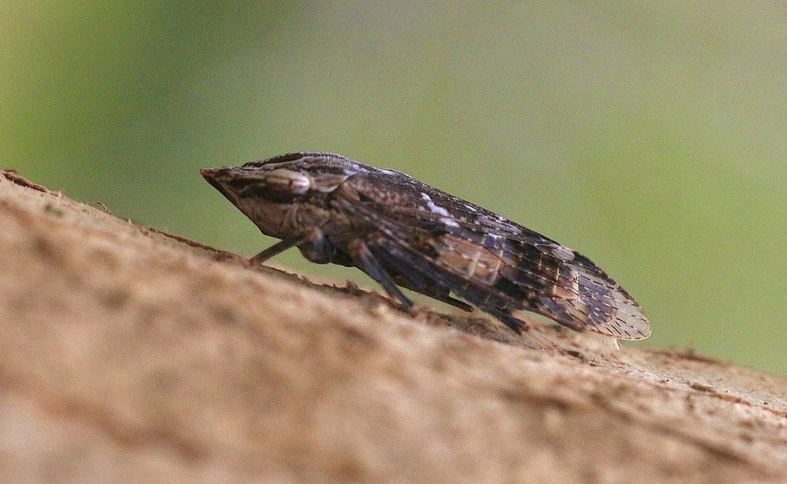 Black Flat-head Leafhopper - Stenocotis depressa  Australia,Flathead Leafhopper,Geotagged,Stenocotis depressa,Summer