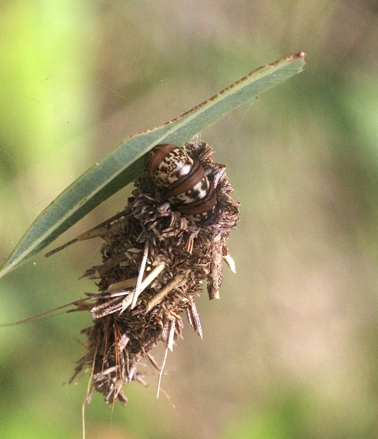 Common Leaf Case Moth - Hyalarcta huebneri  Anstead Bushland Reserve,Australia,Eamw case,Geotagged,Hyalarcta huebneri