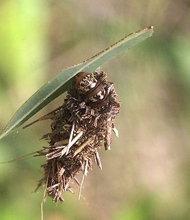 Common Leaf Case Moth - Hyalarcta huebneri  Anstead Bushland Reserve,Australia,Eamw case,Geotagged,Hyalarcta huebneri