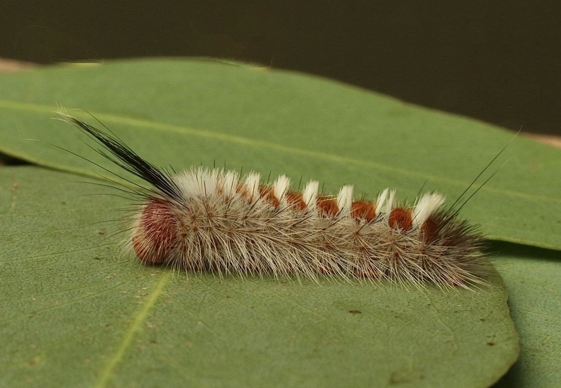 Unidentified species of Tussock moth caterpillar.  Australia,Eamw caterpillars,Eamw moth,Fall,Geotagged,Victor Harbor SA