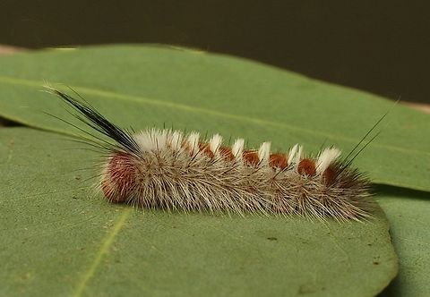 Unidentified species of Tussock moth caterpillar.  Australia,Eamw caterpillars,Eamw moth,Fall,Geotagged,Victor Harbor SA