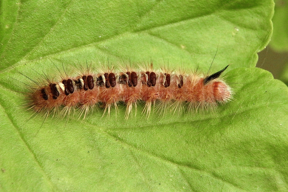 Long-tailed Bombyx caterpillar-Trichiocercus sparshalli  Australia,Eamw caterpillars,Encounter Bay SA,Fall,Geotagged,Long-tailed Bombyx,Trichiocercus sparshalli,eamw moth