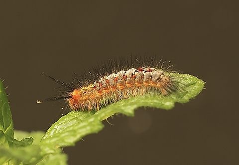 Omnivorous Tussock Moth caterpillar- Acyphas semiochrea  Acyphas semiochrea,Australia,Eamw moth,Omnivorous,Victor Harbor SA