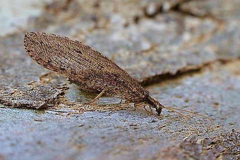 Brown lacewing - Stenosmylus tenuis  Australia,Eamw lacewings,Fall,Geotagged,Stenosmylus tenuis,Willunga SA
