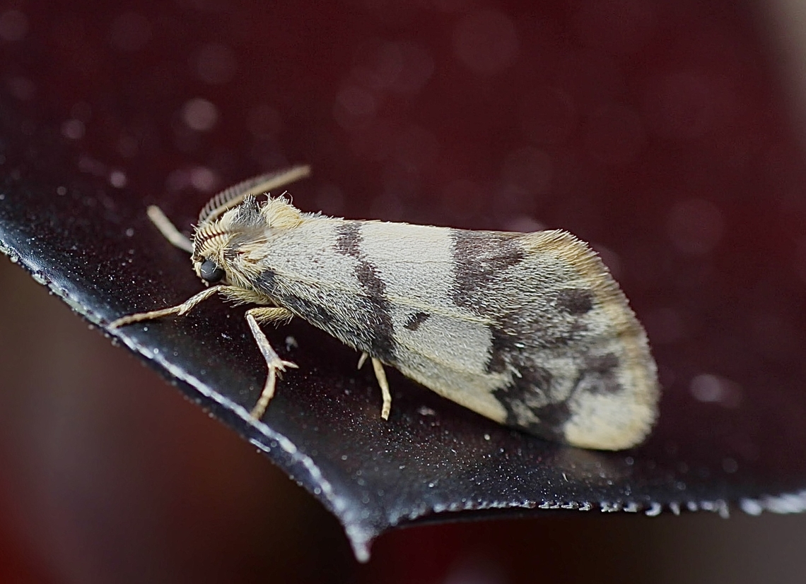 Clouded Footman - Anestia ombrophanes Attracted to UV light. Anestia ombrophanes,Australia,Clouded Footman,Eamw moth,Encounter Bay SA,UVL