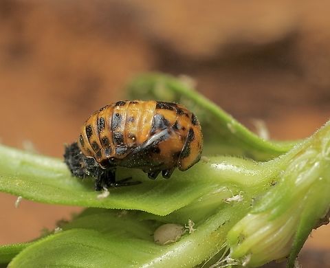 Large Spotted Ladybird - Harmonia conformis Pupae attached to plant. Eamw beetles,Eamw ladybird beetles,Encounter Bay SA,Harmonia conformis,Large Spotted Ladybird
