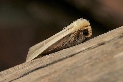 False army worm - Leucania loreyi Attracted to UV light . The only one on that night as it was down to 10celsius in temperature .  Australia,Encounter Bay SA,Fall,False army worm,Geotagged,Leucania loreyi,UVL,eamw moth