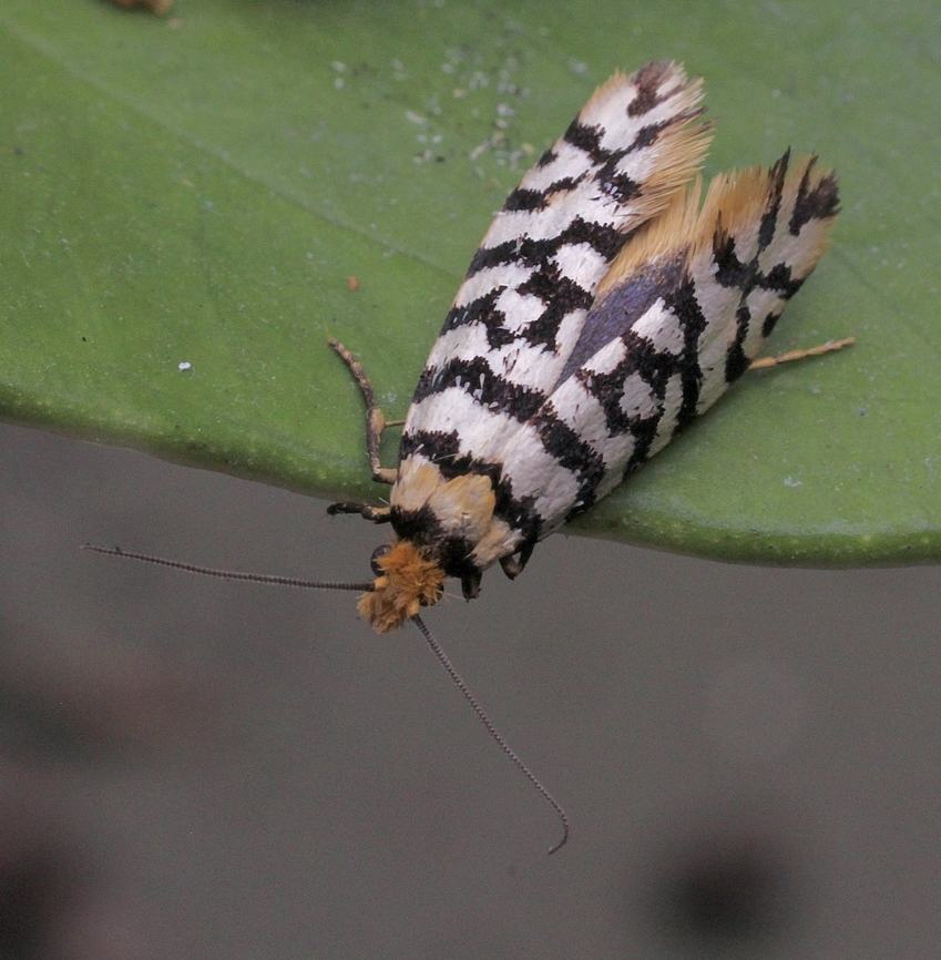 Moerarchis australasiella Attracted to UV light. Australia,Eamw moth,Encounter Bay SA,Geotagged,Moerarchis australasiella,UVL