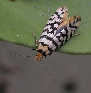 Moerarchis australasiella Attracted to UV light. Australia,Eamw moth,Encounter Bay SA,Geotagged,Moerarchis australasiella,UVL