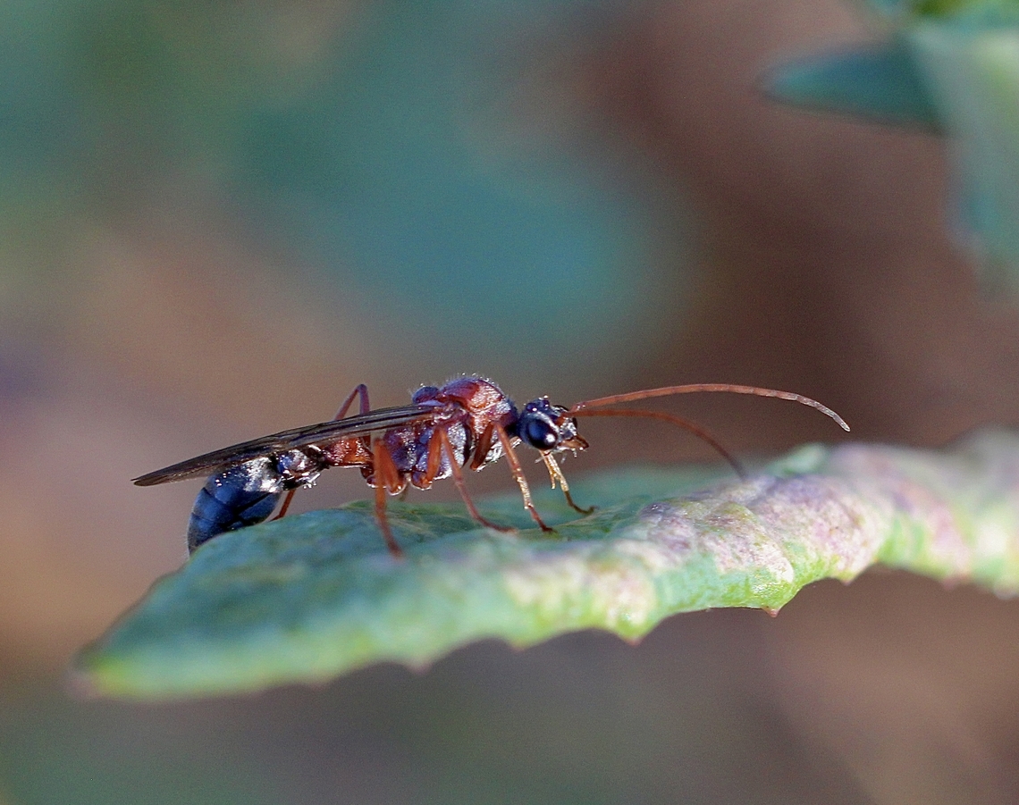 Black -headed bull ant - Myrmecia nigriceps The male of the species. Australia,Eamw wasps,Geotagged,Myrmecia  nigriceps,Myrmecia nigriceps,Newland head conservation park SA,Spring