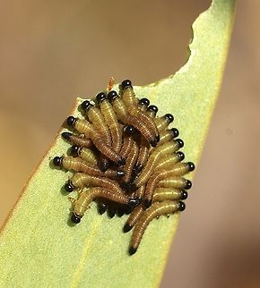Unidentified species of sawfly larvae.  Australia,Eamw sawflies,Geotagged,Newland head conservation park SA,Spring
