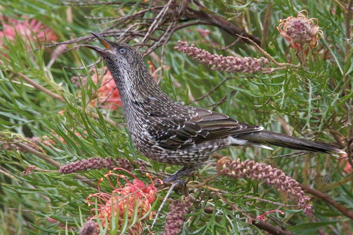 Little Wattlebird - Anthochaera chrysoptera  Anthochaera chrysoptera,Australia,Eamw birds,Eamw honeyeaters,Fall,Geotagged,Little wattlebird,Willunga SA