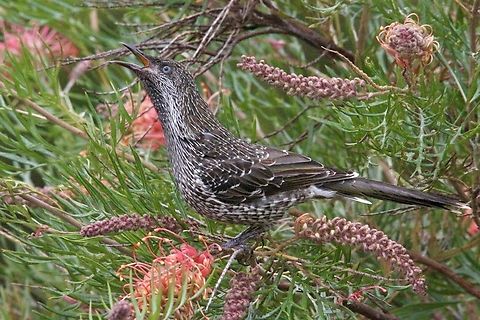 Little Wattlebird - Anthochaera chrysoptera  Anthochaera chrysoptera,Australia,Eamw birds,Eamw honeyeaters,Fall,Geotagged,Little wattlebird,Willunga SA