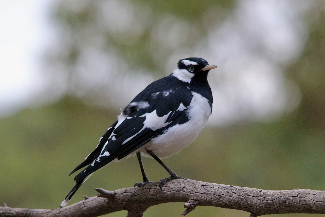 Magpie-Lark - Grallina cyanoleuca  Australia,Eamw birds,Fall,Geotagged,Grallina cyanoleuca,Magpie-lark,Willunga SA