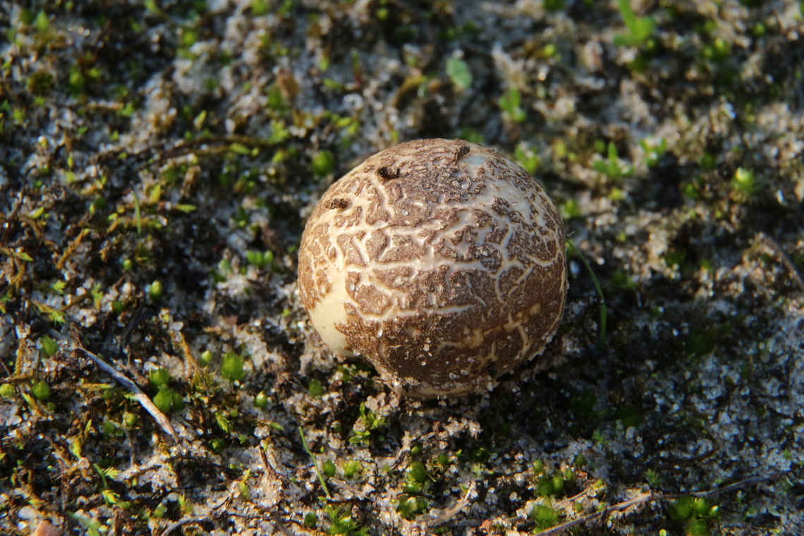 Common Earthball - Scleroderma citrinum  Common Earthball,Eamw earthballs,Eamw fungi,Newland head conservation park SA,Scleroderma citrinum