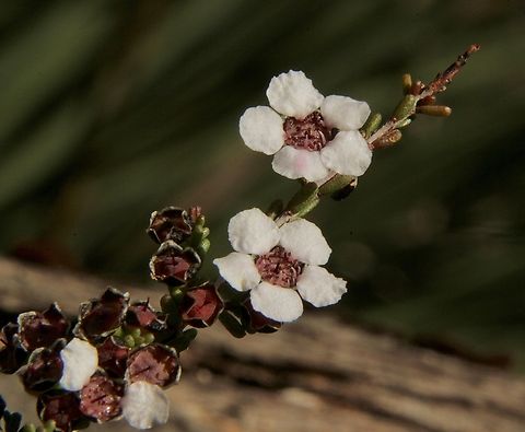 Desert Baeckea - Rinzia orientalis  Australia,Desert Baeckea,Eamw flora,Fall,Geotagged,Newland head conservation park SA,Rinzia orientalis