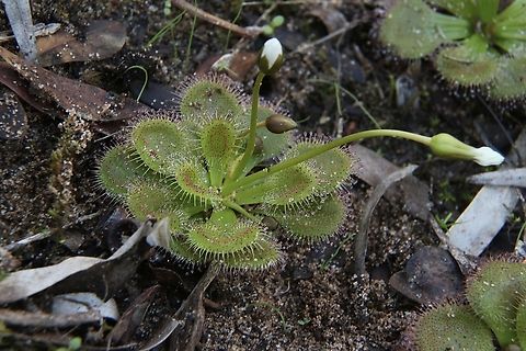 Scented Sundew - Drosera aberrans  Australia,Drosera aberrans,Eamw sundews,Fall,Geotagged,Newland head conservation park SA,Scented Sundew