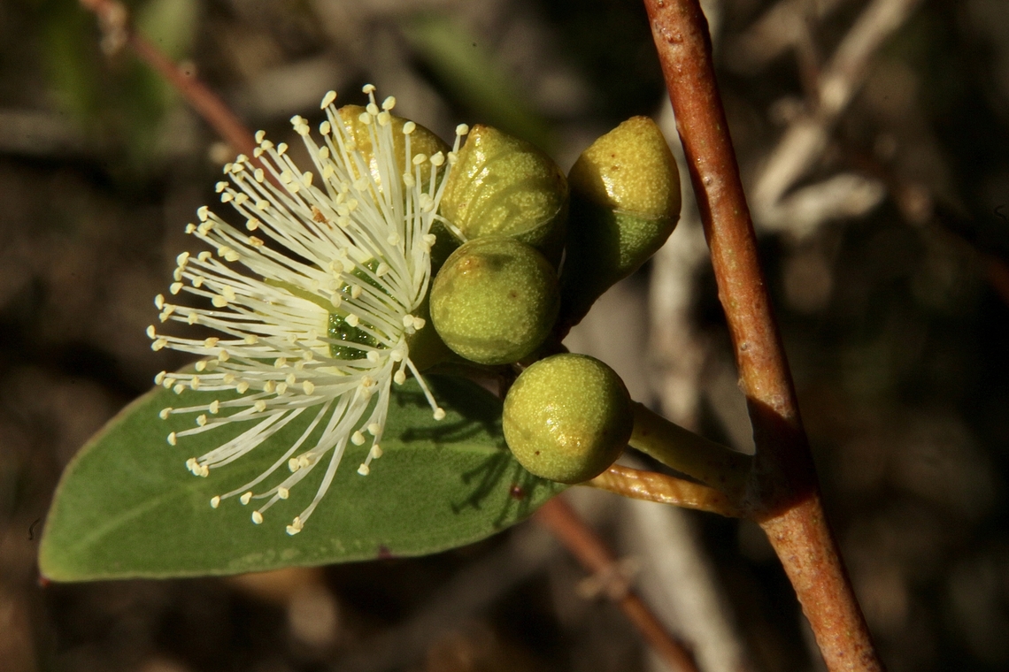 Yellow gum - Eucalyptus leucoxylon  Australia,Eucalyptus leucoxylon,Fall,Geotagged,Yellow gum