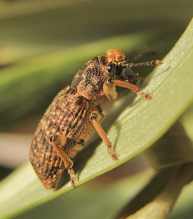 Rhinaria tragocephala  Australia,Eamw weevils,Geotagged,Newland head conservation park SA,Rhinaria convexirostris,Rhinaria tragocephala,Winter