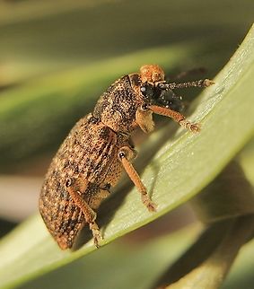 Rhinaria tragocephala  Australia,Eamw weevils,Geotagged,Newland head conservation park SA,Rhinaria convexirostris,Rhinaria tragocephala,Winter