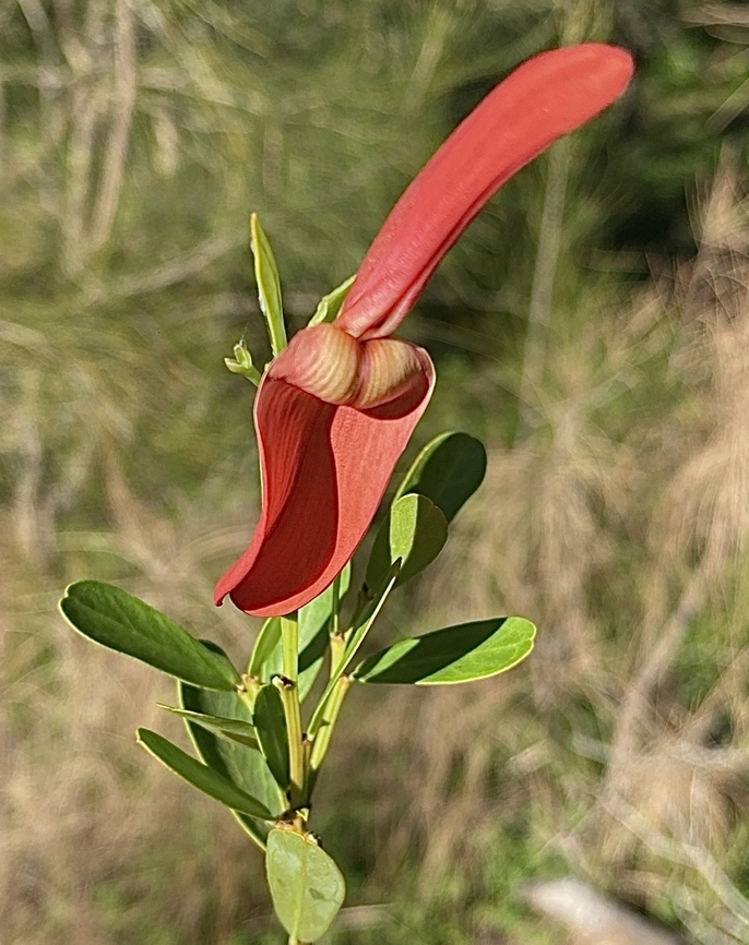 Cockies tongue- Templetonia retusa  Australia,Eamw flora,Geotagged,Templetonia retusa,Winter,encounter
