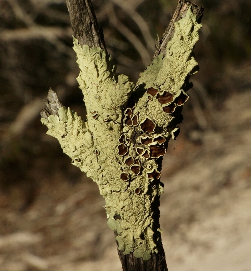 Common Greenshield Lichen - Flavoparmelia caperata  Common greenshield lichen,Eamw lichen,Fall,Flavoparmelia caperata,Geotagged,Newland head conservation park SA