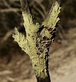 Common Greenshield Lichen - Flavoparmelia caperata  Common greenshield lichen,Eamw lichen,Fall,Flavoparmelia caperata,Geotagged,Newland head conservation park SA