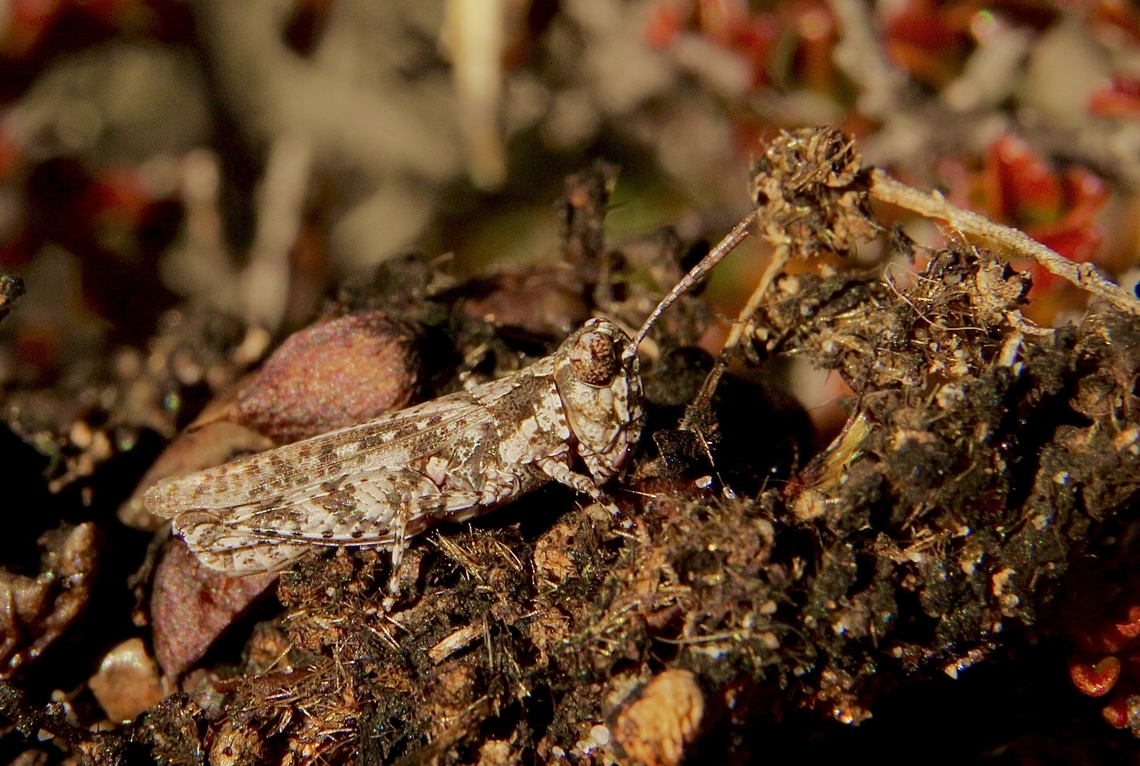 Small plaque locust - Austroicetes cruciata A rather small grasshopper of about 15 mm in size.  Australia,Austroicetes cruciata,Eamw grasshoppers,Fall,Geotagged,Newland head conservation park SA