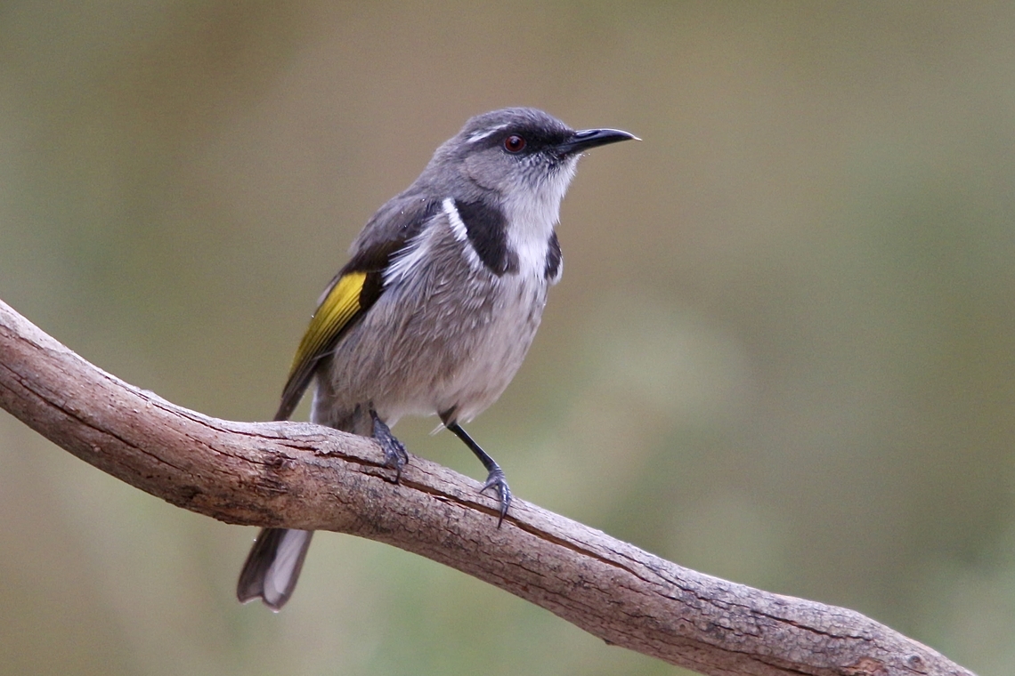 Crescent honeyeaters- Phylidonyris pyrrhopterus  Crescent honeyeater,Eamw birds,Eamw honeyeaters,Fall,Geotagged,Phylidonyris pyrrhopterus,Willunga SA