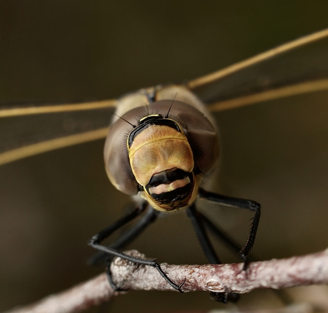 Portrait of Australian emperor - Anax papuensis  Anax papuensis,Australia,Australian emperor,Eamw dragonflies,Geotagged,Kyeema Conservation Park,Summer