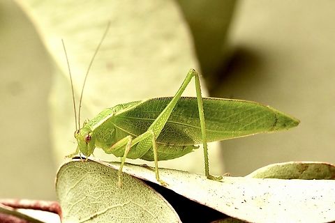 Common garden katydid - Caedicia simplex Attracted to UV light  Australia,Caedica simplex,Caedicia simplex,Eamw kadydids,Encounter Bay SA,Geotagged,Summer