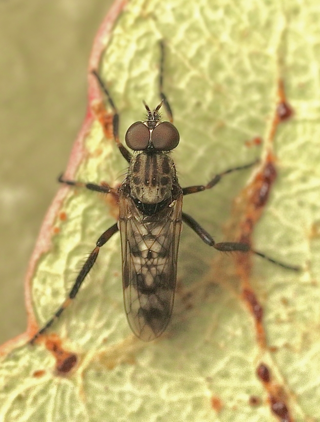 Neodialineura nitens Attracted to UV light. Australia,Encounter Bay SA,Geotagged,Neodialineura nitens,Summer,UVL,eamw flies