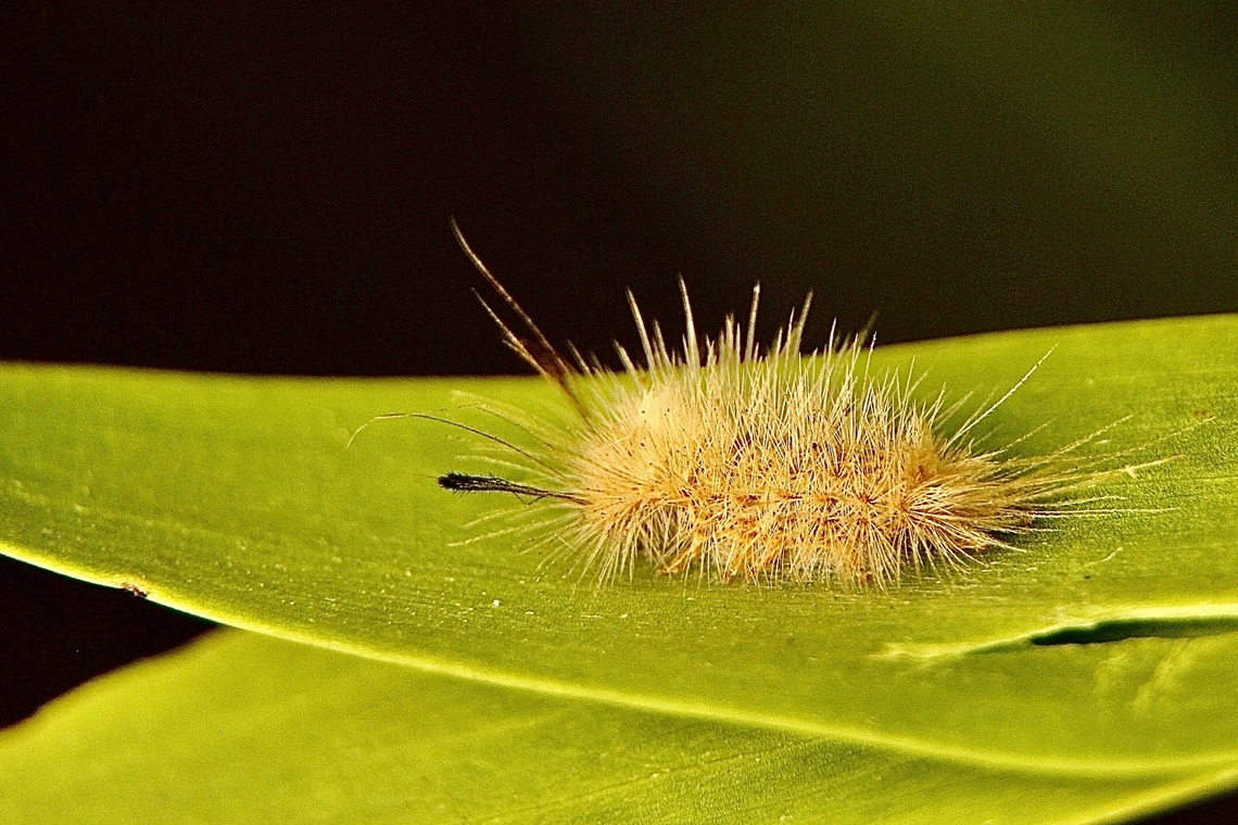 Unidentified species of tussock moth caterpillar  Australia,Eamw caterpillars,Eamw moth,Geotagged,Port Elliot SA,Summer