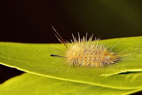 Unidentified species of tussock moth caterpillar  Australia,Eamw caterpillars,Eamw moth,Geotagged,Port Elliot SA,Summer