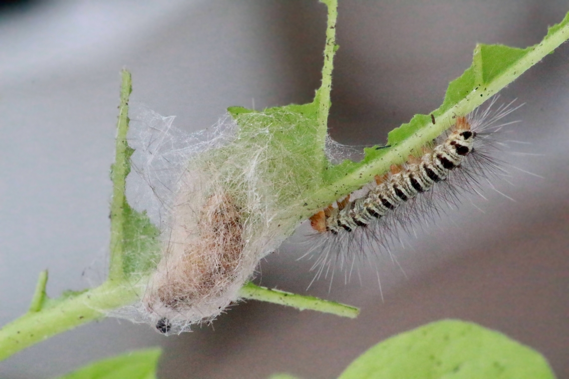Unidentified noctuid moth caterpillar ready to pupate beside it’s sibling.  Eamw caterpillars,Eamw moth