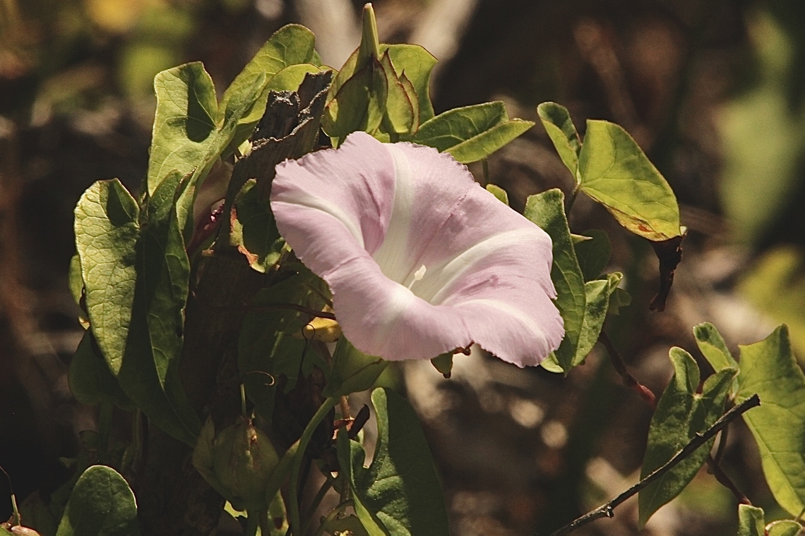 Sea Bindweed - Calystegia soldanella  Australia,Calystegia soldanella,Eamw flora,Geotagged,Goolwa sa,Summer