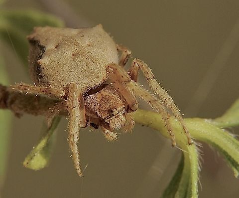Orb-weaver spider - Socca pustulosa  Australia,Eamw spiders,Encounter Bay SA,Geotagged,Socca pustulosa,Summer