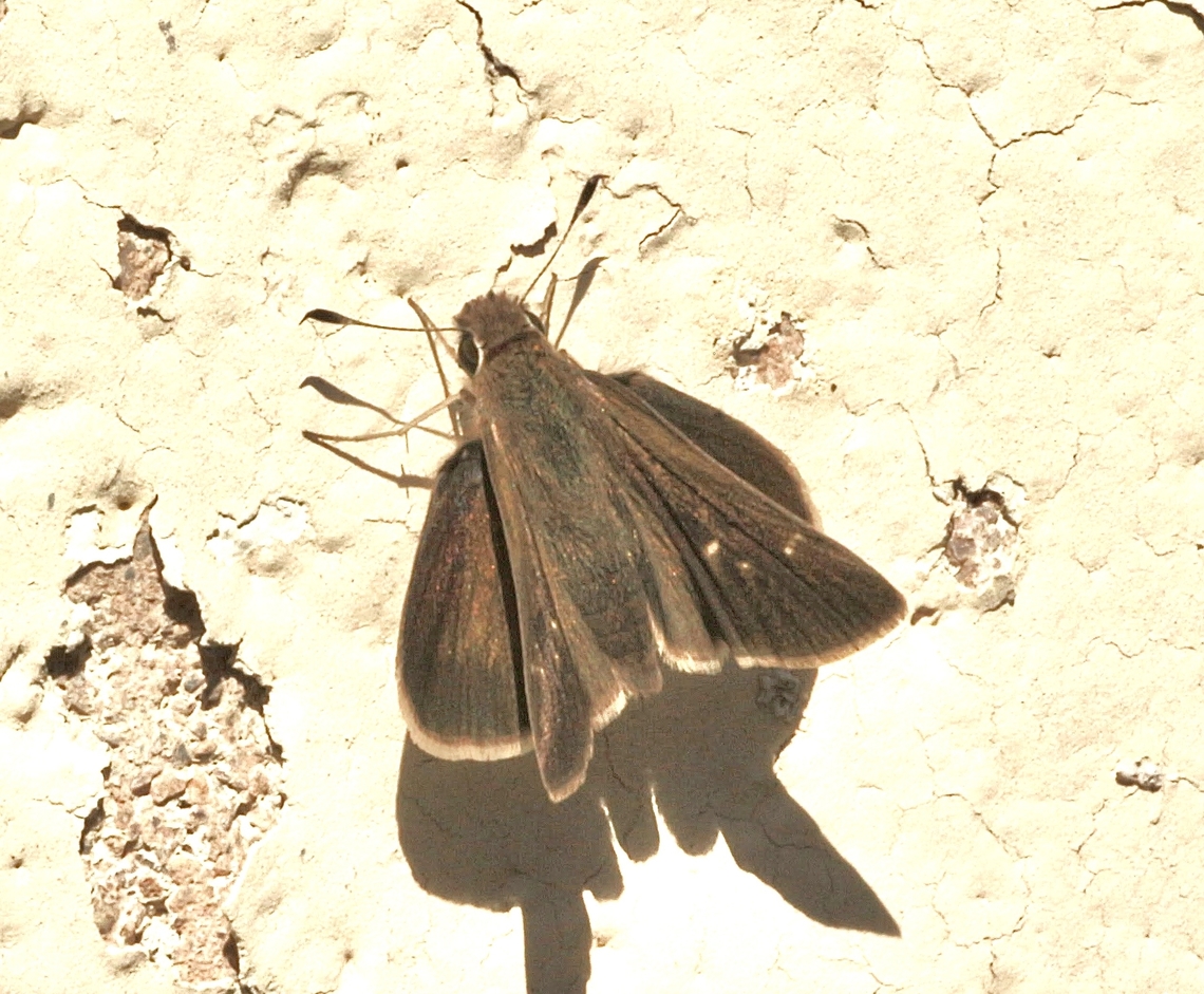 Clouded skipper - Lerema accius  California,Clouded skipper,Eamw butterflies,Geotagged,Lerema accius,United States,Winter,eamw skippers