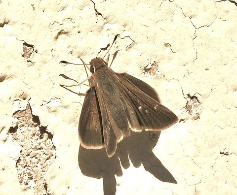 Clouded skipper - Lerema accius  California,Clouded skipper,Eamw butterflies,Geotagged,Lerema accius,United States,Winter,eamw skippers