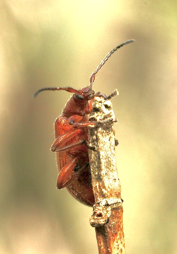 Honey brown beetle - Ecnolagria grandis  Australia,Eamw beetles,Ecnolagria grandis,Geotagged,Honeybrown beetle,Kyeema Conservation Park,Spring